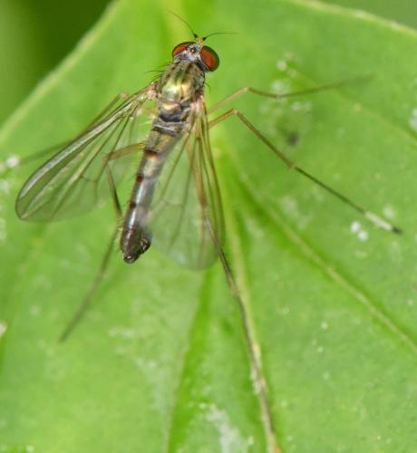Sciapus platypterus